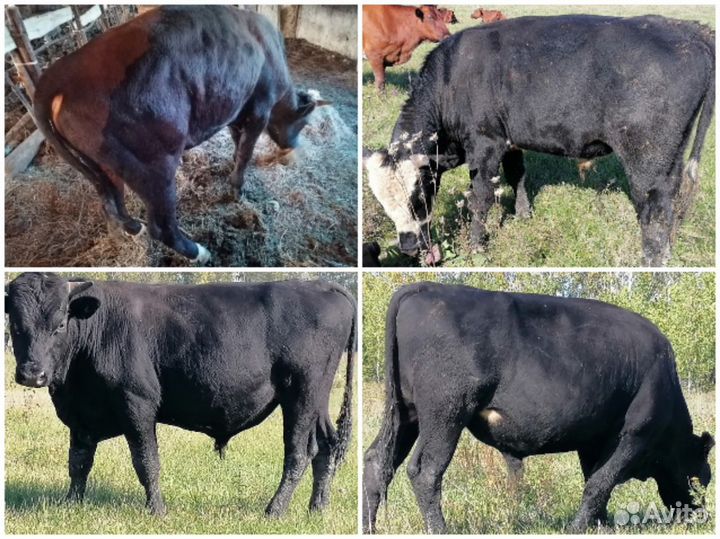 Тёлки, быки