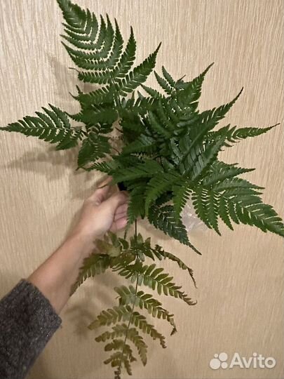 Папоротник птерис