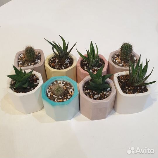 Кактусы детки суккуленты вместе с кашпо
