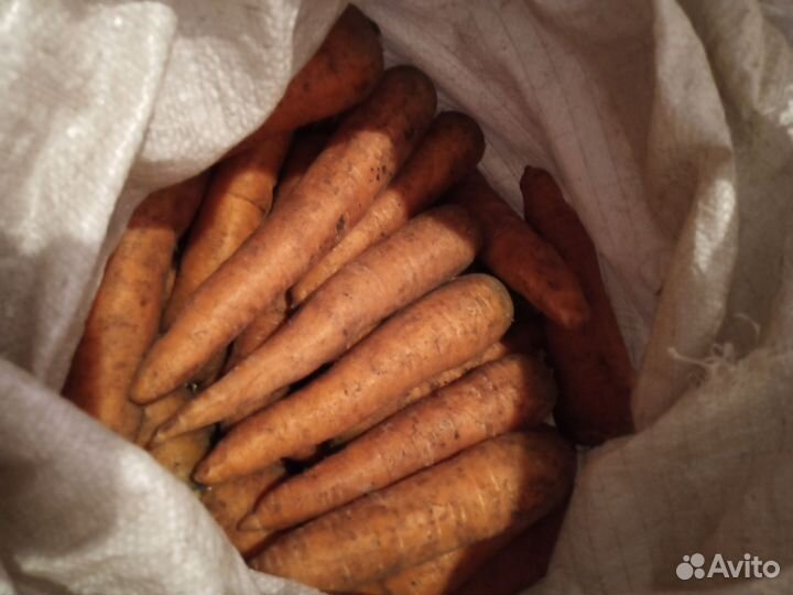 Морковь свежая
