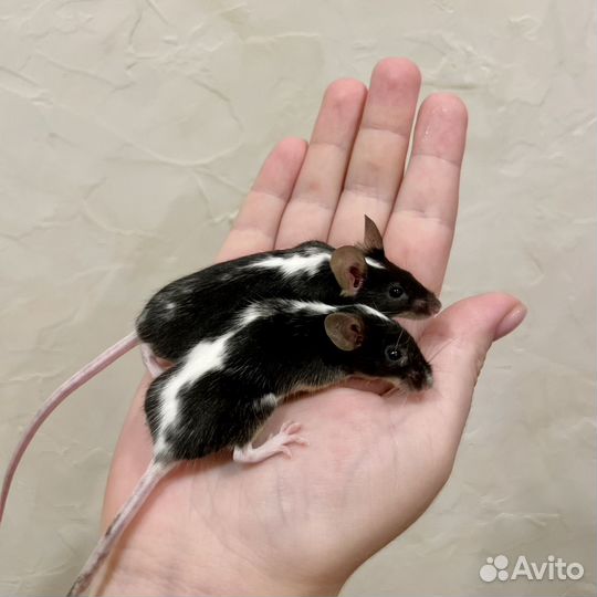 Мышь декоративная сатиновая