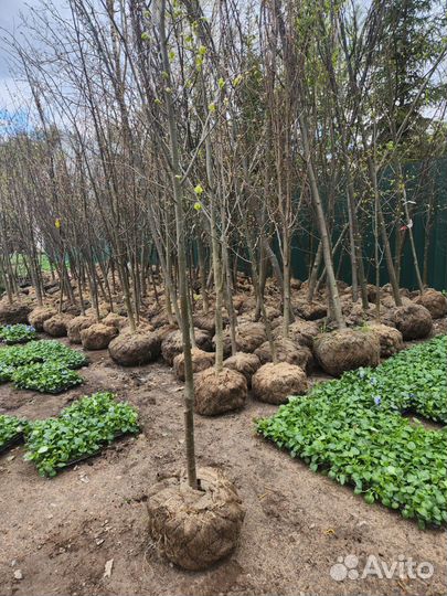 Липа мелколистная