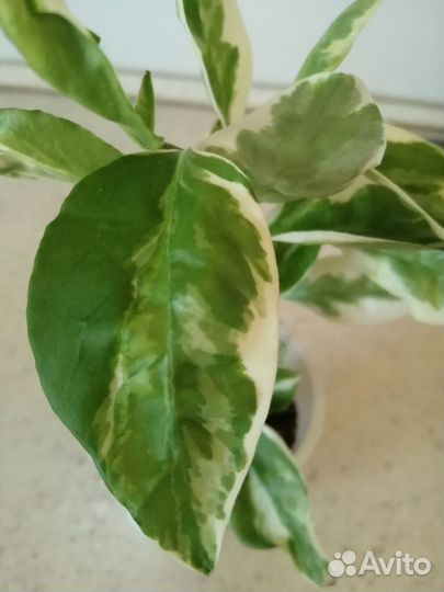 Педилантус вариегатный комнатное растение