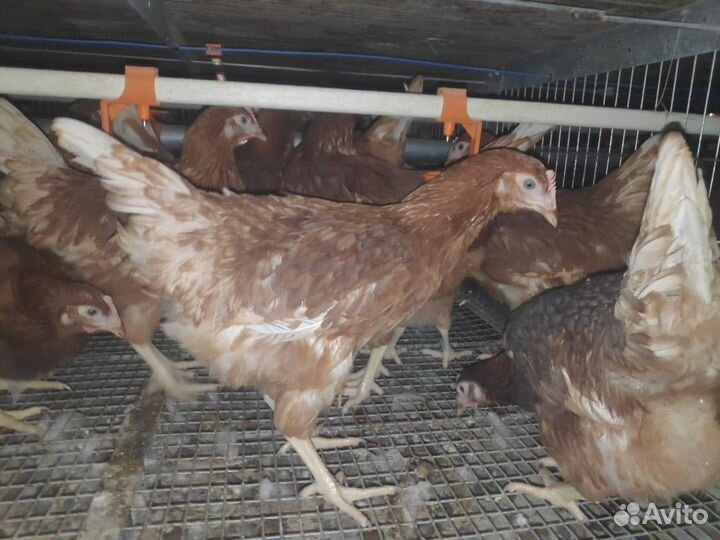 Куры Несушки