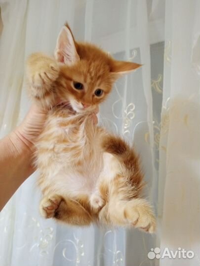 Котята мейн-кун