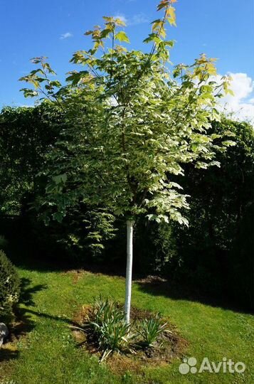 Саженцы Клен остролистный из питомника