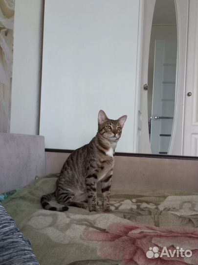 Бенгальский кот вязка