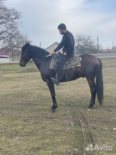 Продажа лошадей иноход