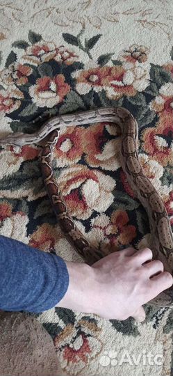 Императорский удав