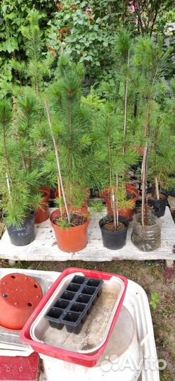 Саженцы кедра сибирского