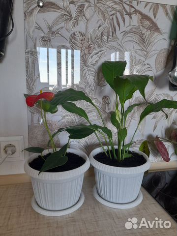 Женское счастье и Мужское счастье