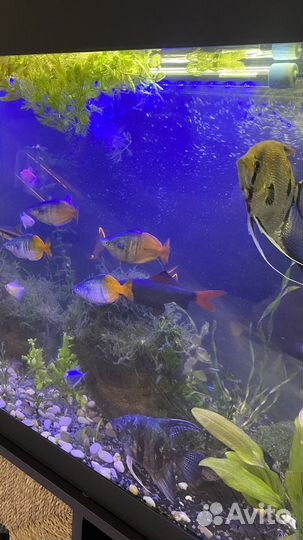 Аквариум 200 литров