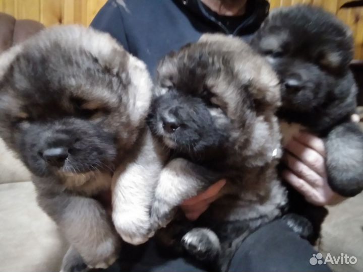 Щенки кавказской овчарки