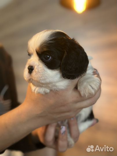 Кавалер кинг чарльз спаниель