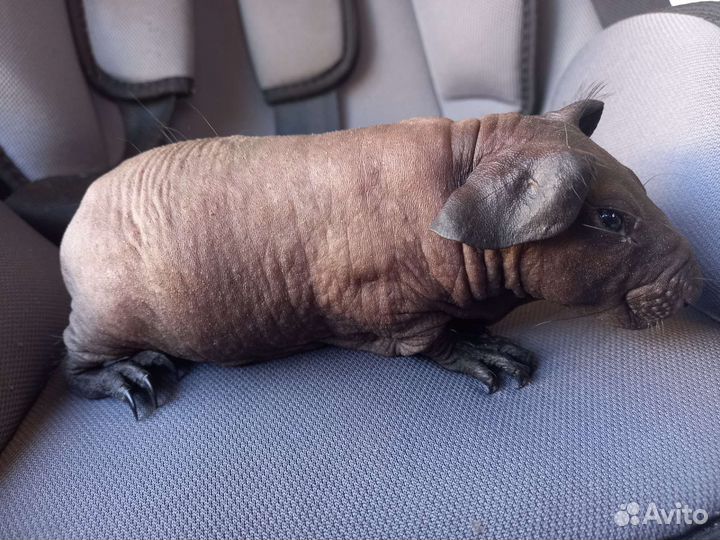 Морская свинка болдуин