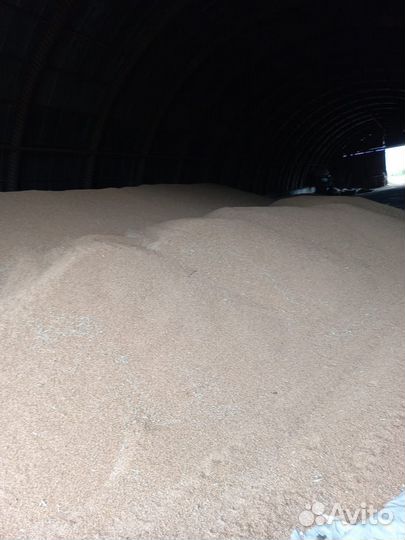 Зерно пшеница 3 класс