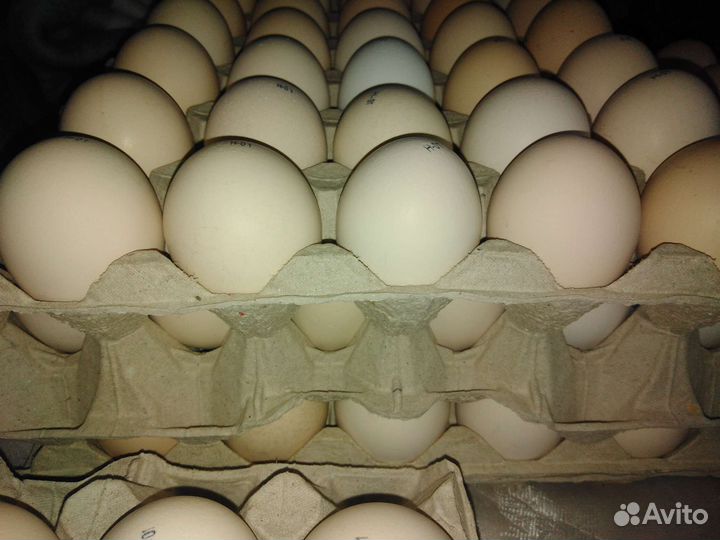 Яйцо гуся, индейки, несушки от своего стада