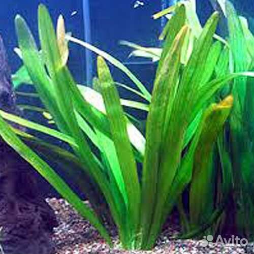 Аквариумные растения