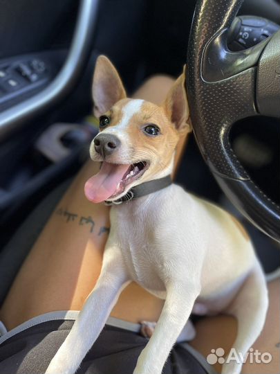 Американский той фокс терьер для вязки