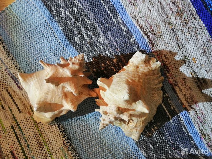 Ракушки разные