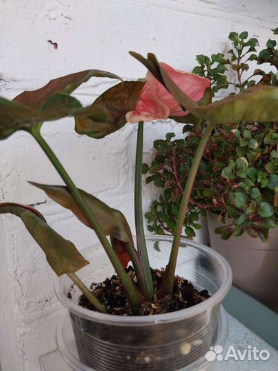 Сингониумы