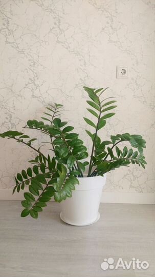 Комнатные растения цветы