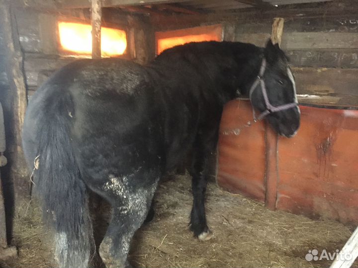 Тяжеловозные кобылы