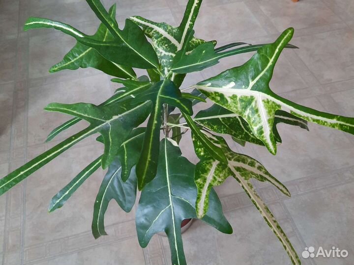 Кротон, редкий вид