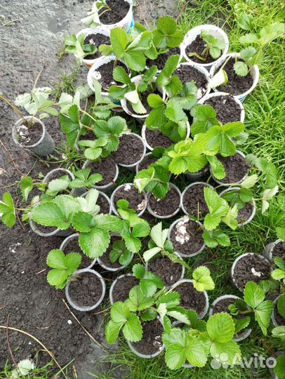 Клубника ремонтантная