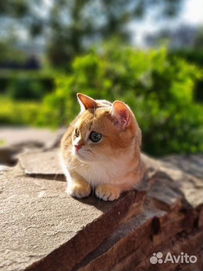 Кошка золотая шиншилла с документами