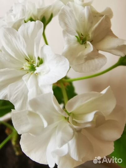 Махровая герань розовая, белая (большие кусты)