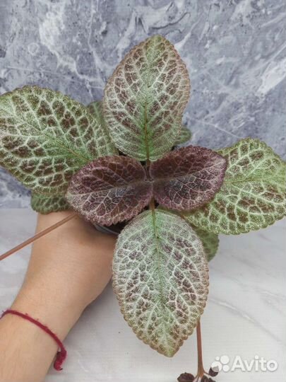 Набор деток эписций почтой