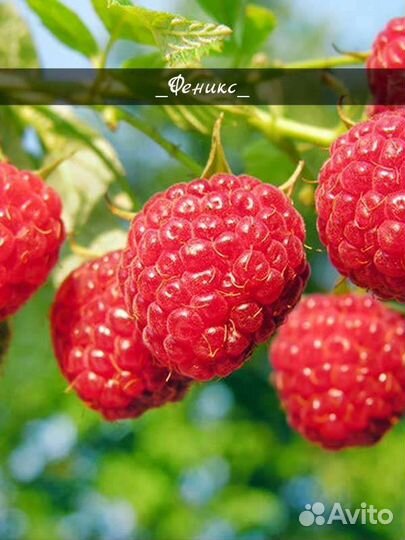 Саженцы Малины