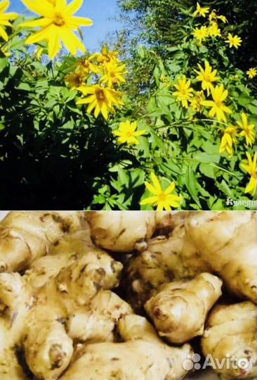 Топинамбур