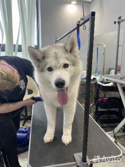 Услуги начинающего грумера