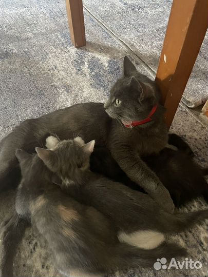 Котята в добрые руки