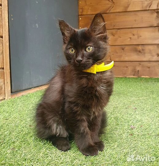 Отдаю котенка