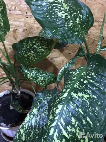 Диффенбахия