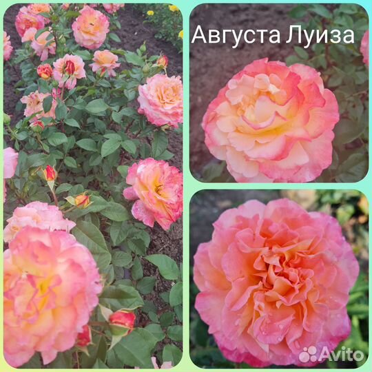 Продается роза