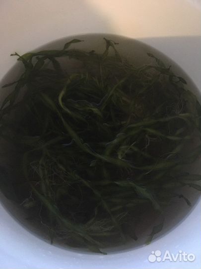 Аквариумное растение