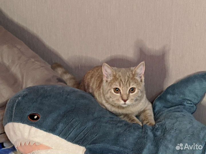 Передержка животных