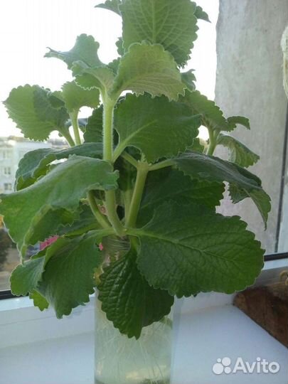 Плектрантус, мята