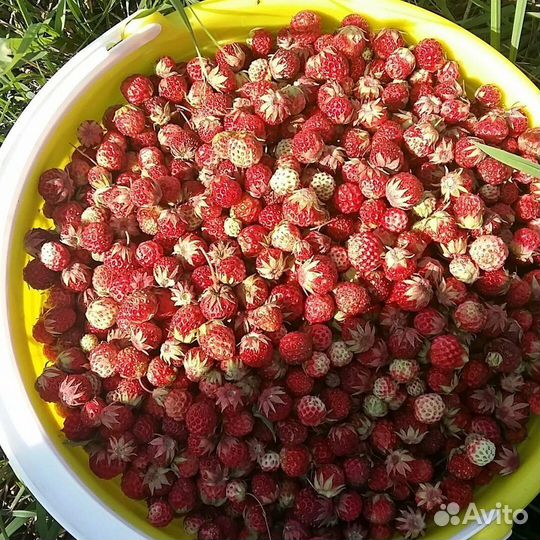 Продажа ягоды