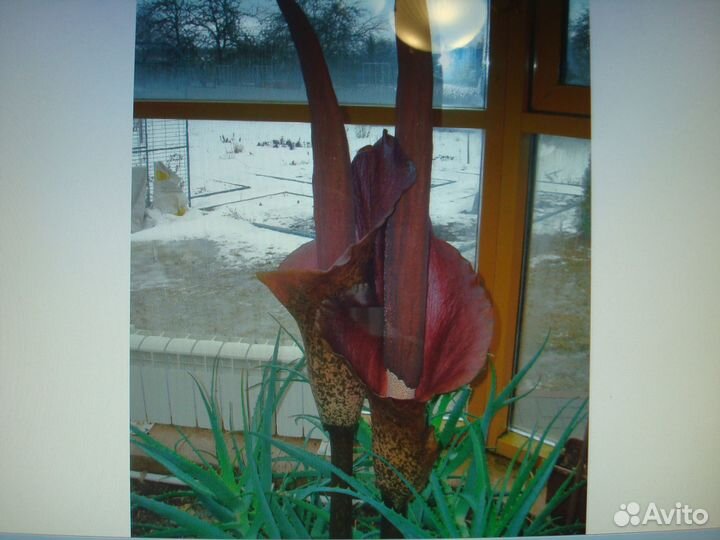 Аморфофаллус