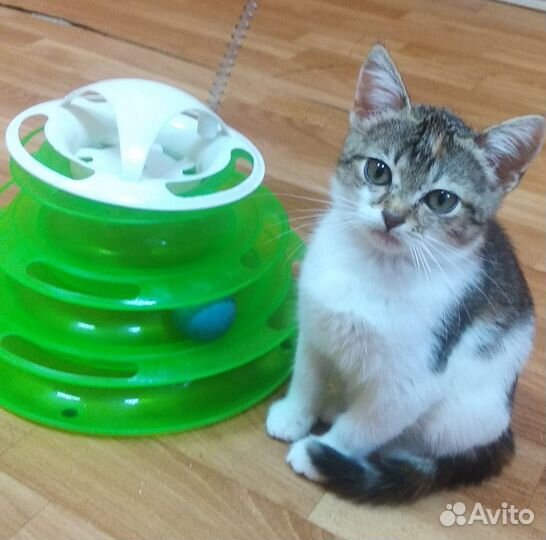 Кошечку Лизу