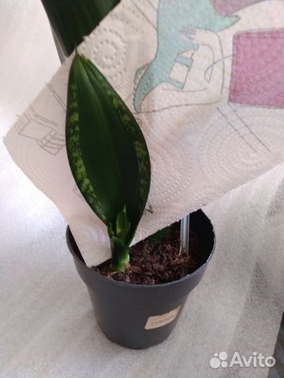 Сансевиерия