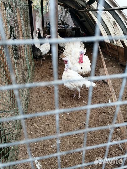 Продам индюшек