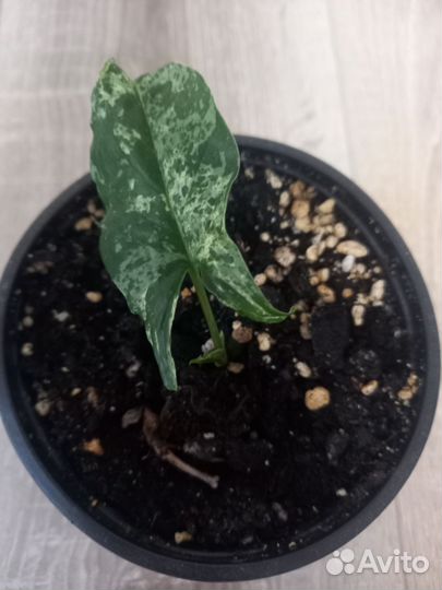 Сингониум моттлед