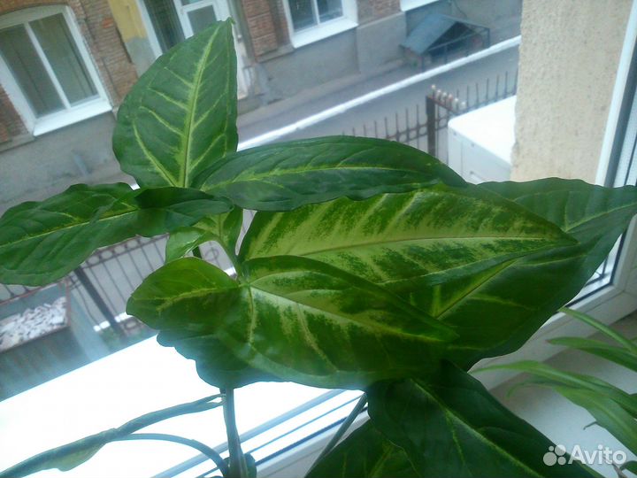 Сингониум лиана