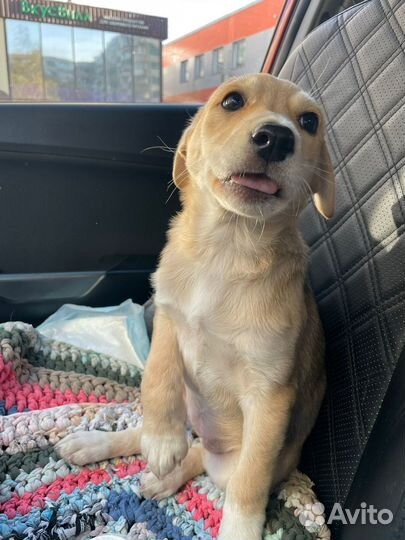 Щенок девочка